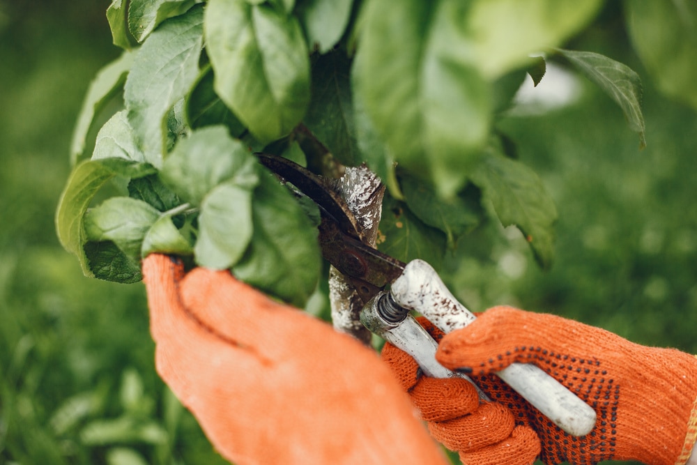 Une femme cueille des herbes fraîches dans le jardin. Main dans des gants orange.